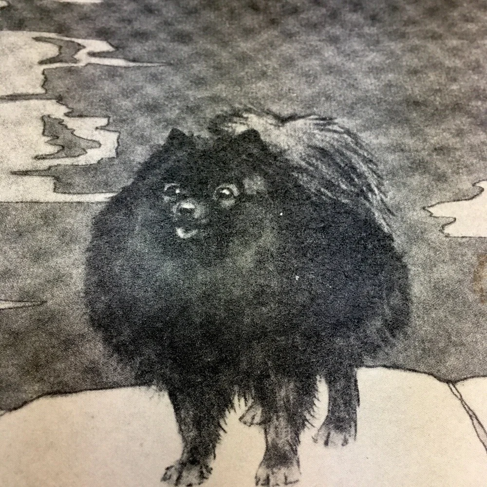 Charles Livingston Bull,Toy Treasures POM,PEKINESE, GRIFFON,Cocker Print 1930's